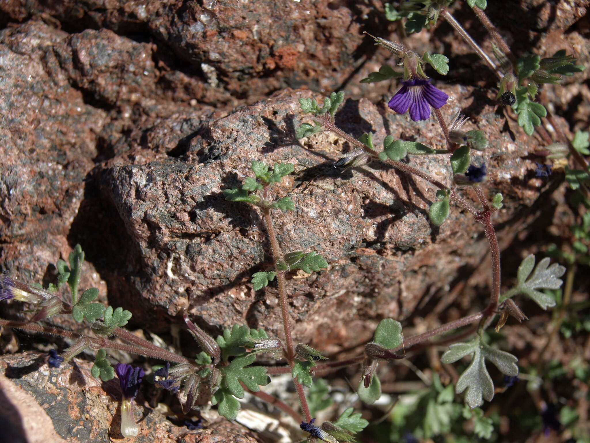 Image of Schistophragma polystachya (Brandeg.) B. L. Turner