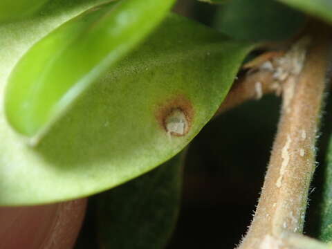 Image of Boxwood leafminer