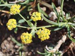 Bupleurum ranunculoides subsp. ranunculoides resmi