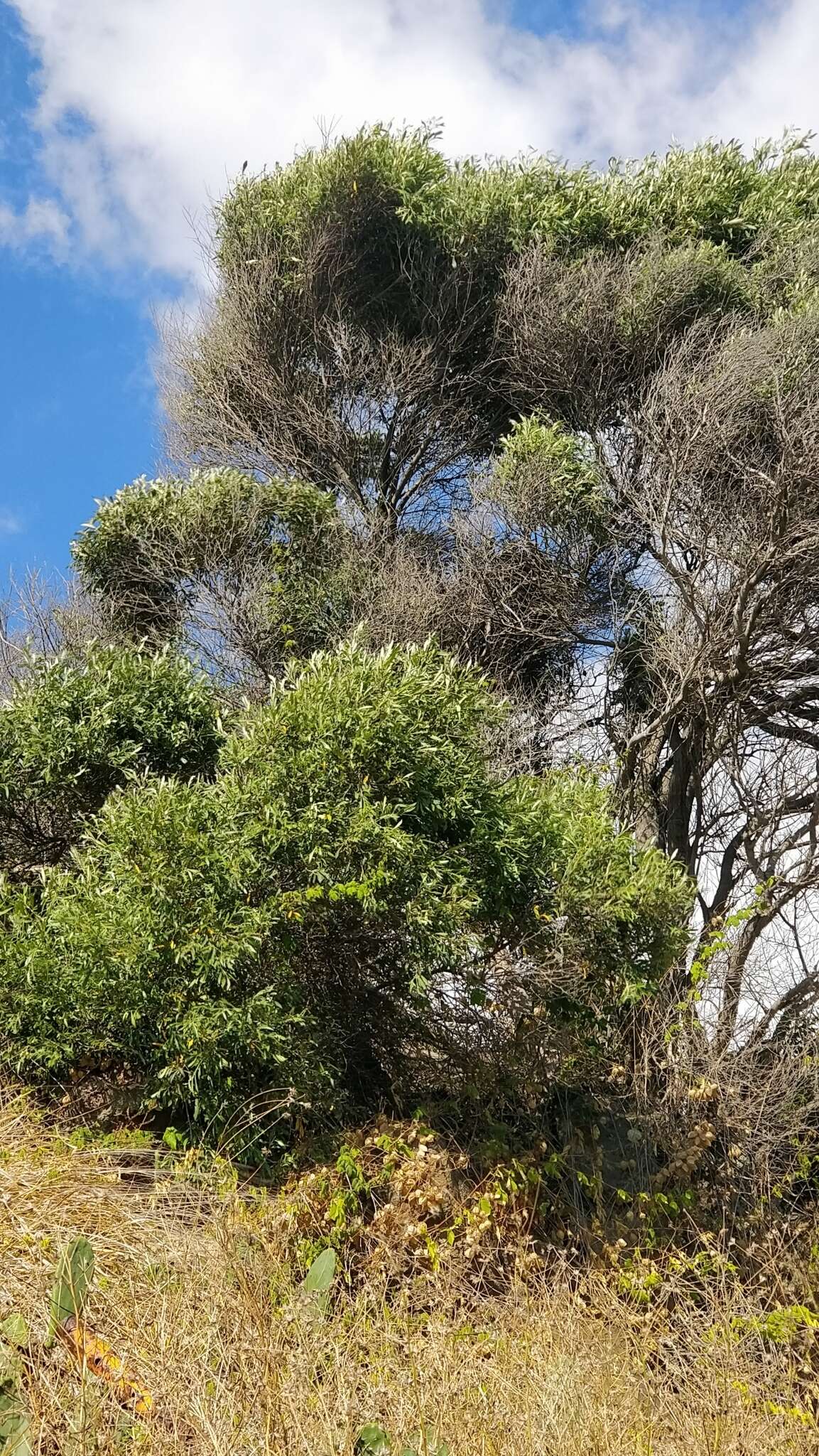 Image of Olea europaea subsp. cerasiformis G. Kunkel & Sunding