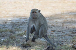 Image of Long-tailed Macaque