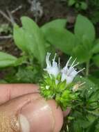 Echium strictum L. fil. resmi