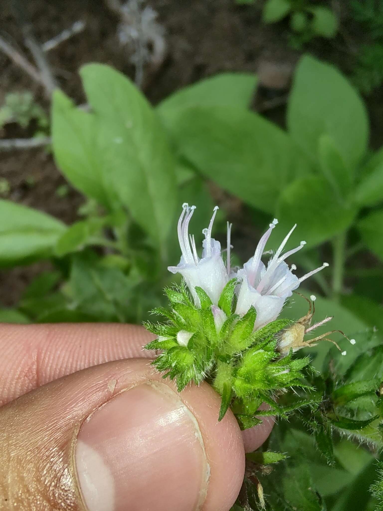 Echium strictum L. fil. resmi