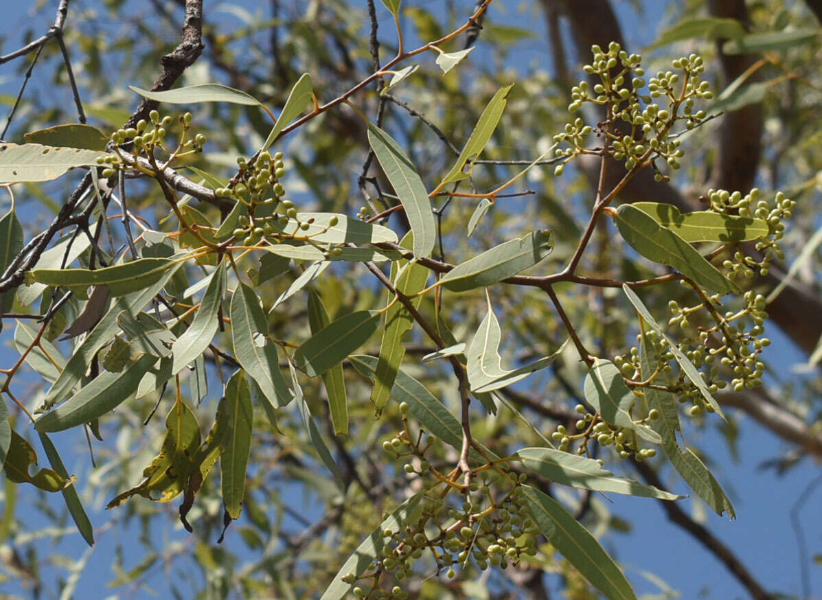 Image of Corymbia pocillum (D. J. Carr & S. G. M. Carr) K. D. Hill & L. A. S. Johnson