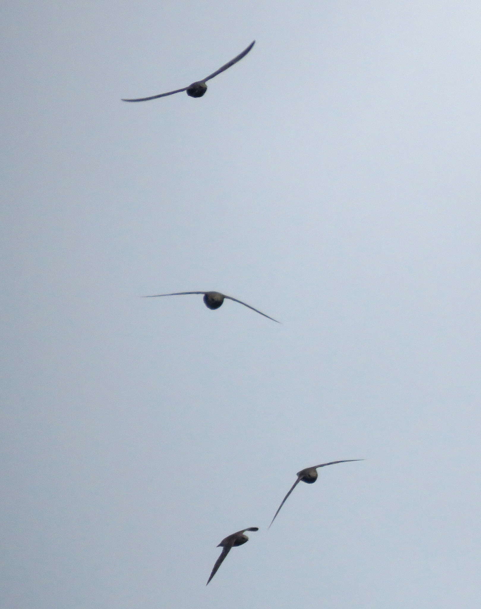 Image of Great Dusky Swift