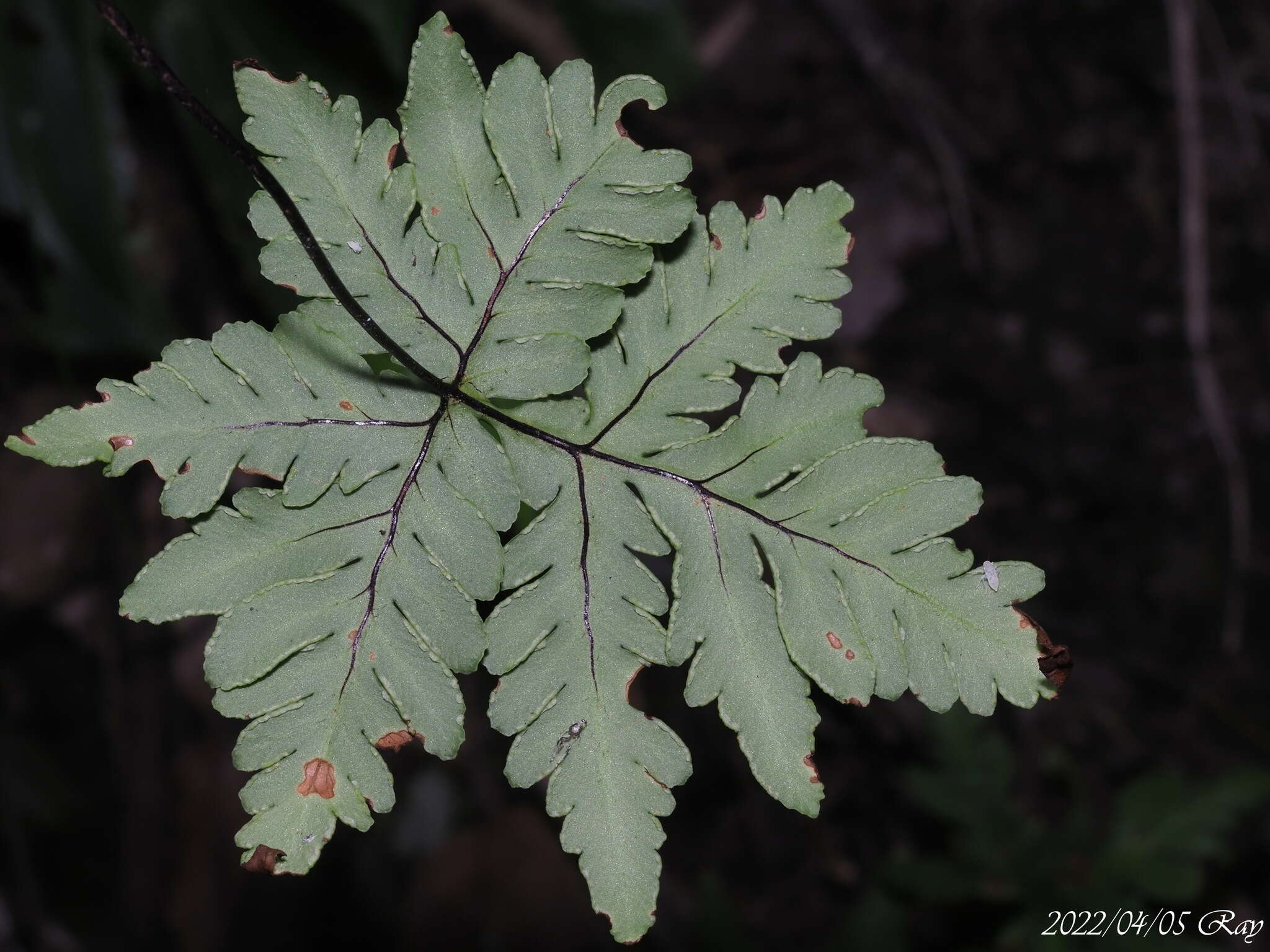 Image of Doryopteris concolor (Langsd. & Fisch.) Kuhn