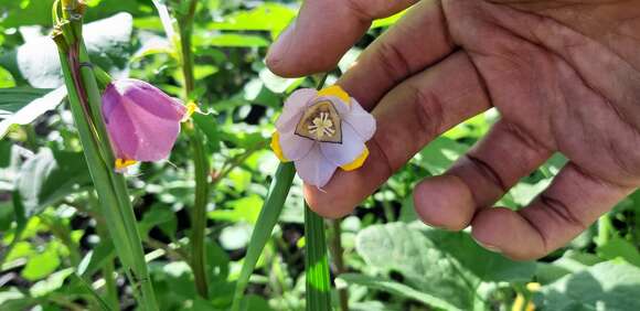 Tigridia meleagris (Lindl.) G. Nicholson的圖片