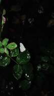 Imagem de <i>Leptosia nina niobe</i>