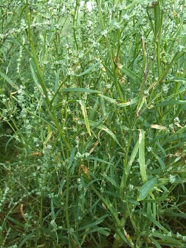 Image of Grass-leaved orache