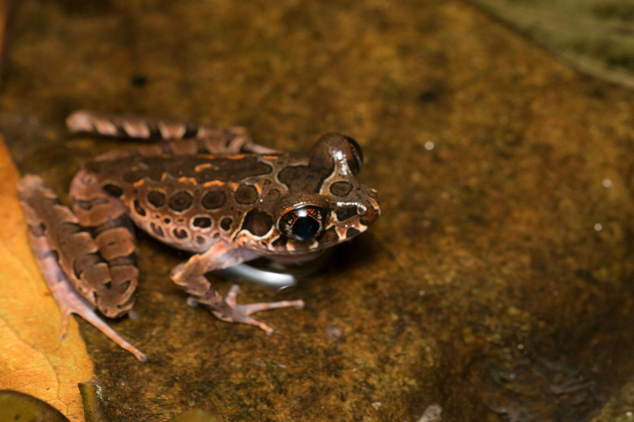 Image of Leptobrachella hamidi (Matsui 1997)