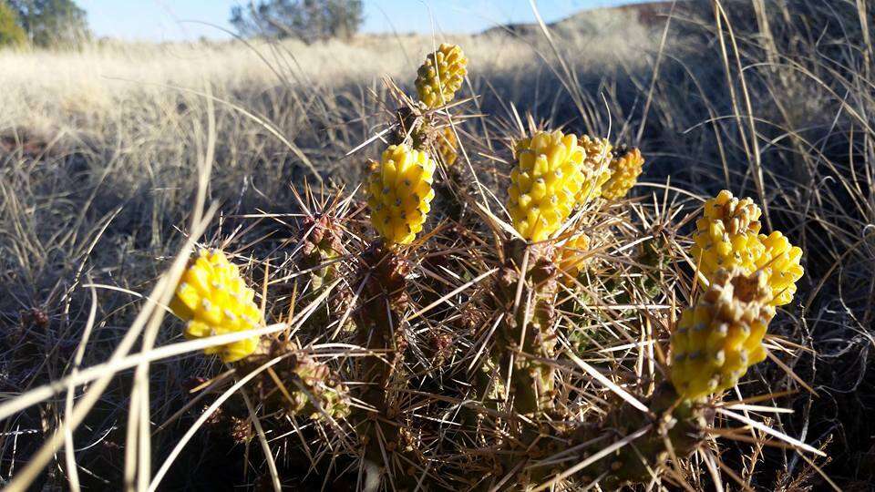 Image of Whipple cholla