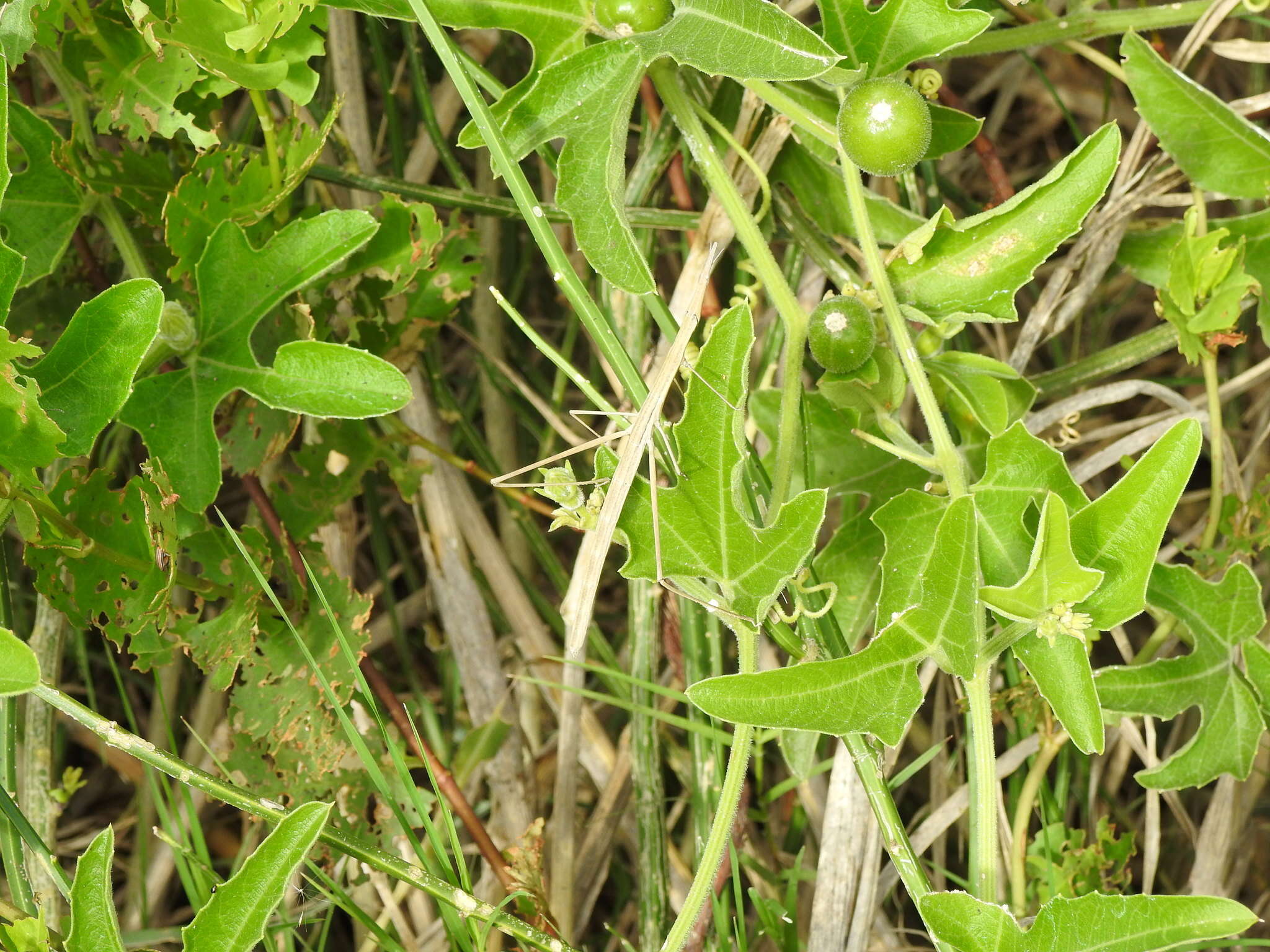 Image of Cayaponia podantha Cogn.