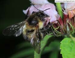 Слика од Bombus pseudobaicalensis Vogt 1911