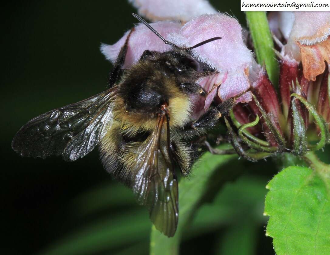 Слика од Bombus pseudobaicalensis Vogt 1911