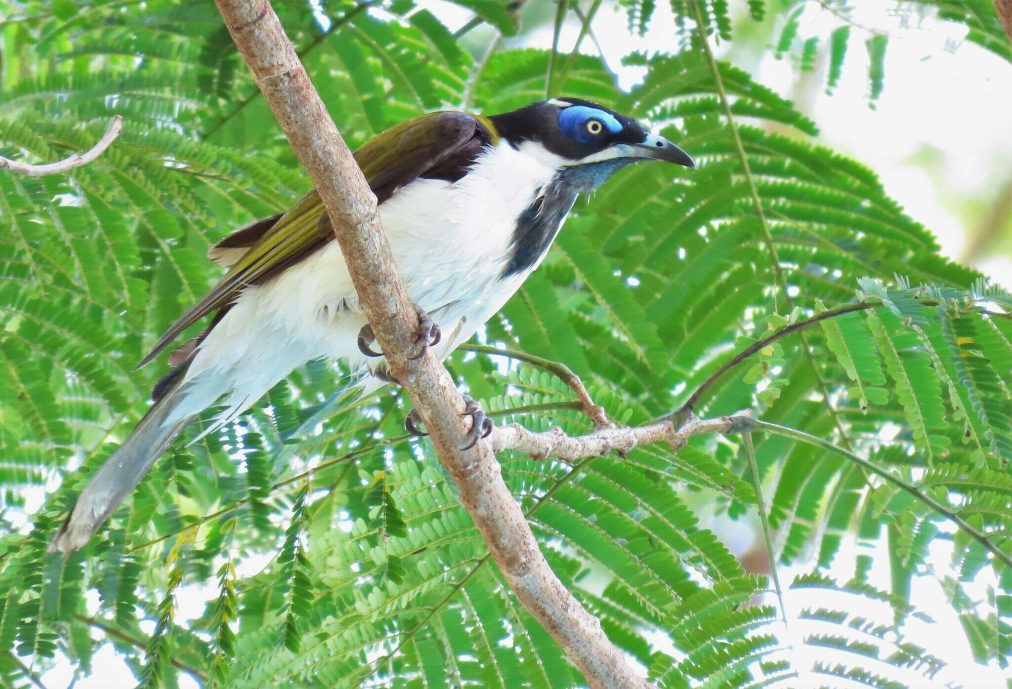 Image of Entomyzon cyanotis cyanotis (Latham 1801)