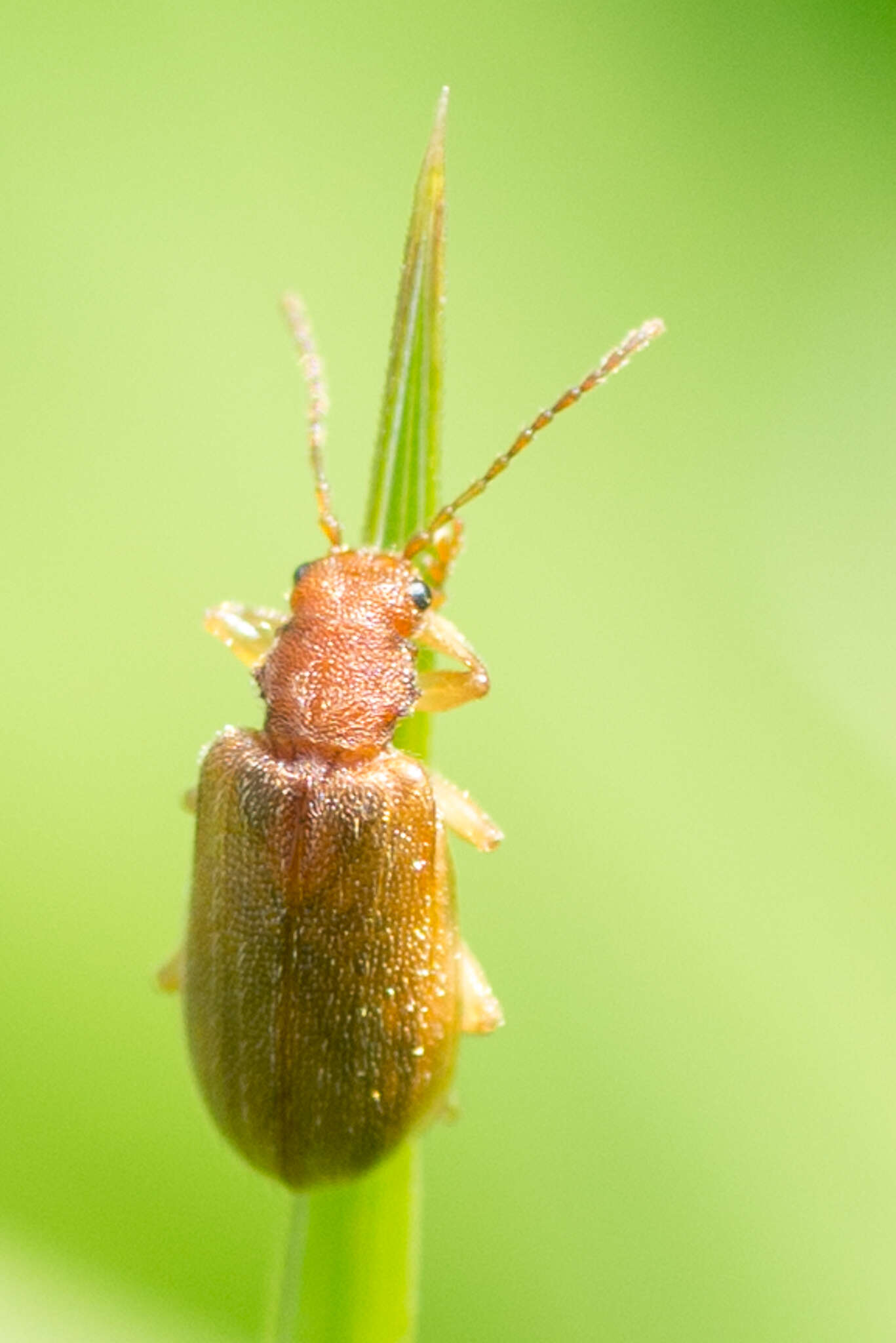 Image of Syneta betulae (Fabricius 1792)