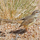 Image of Prinia flavicans ansorgei Sclater & WL 1927