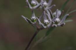 Sivun Asclepias navicularis (E. Mey.) Schltr. kuva