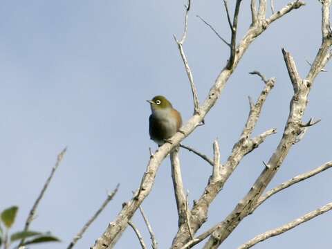 Image of Silvereye