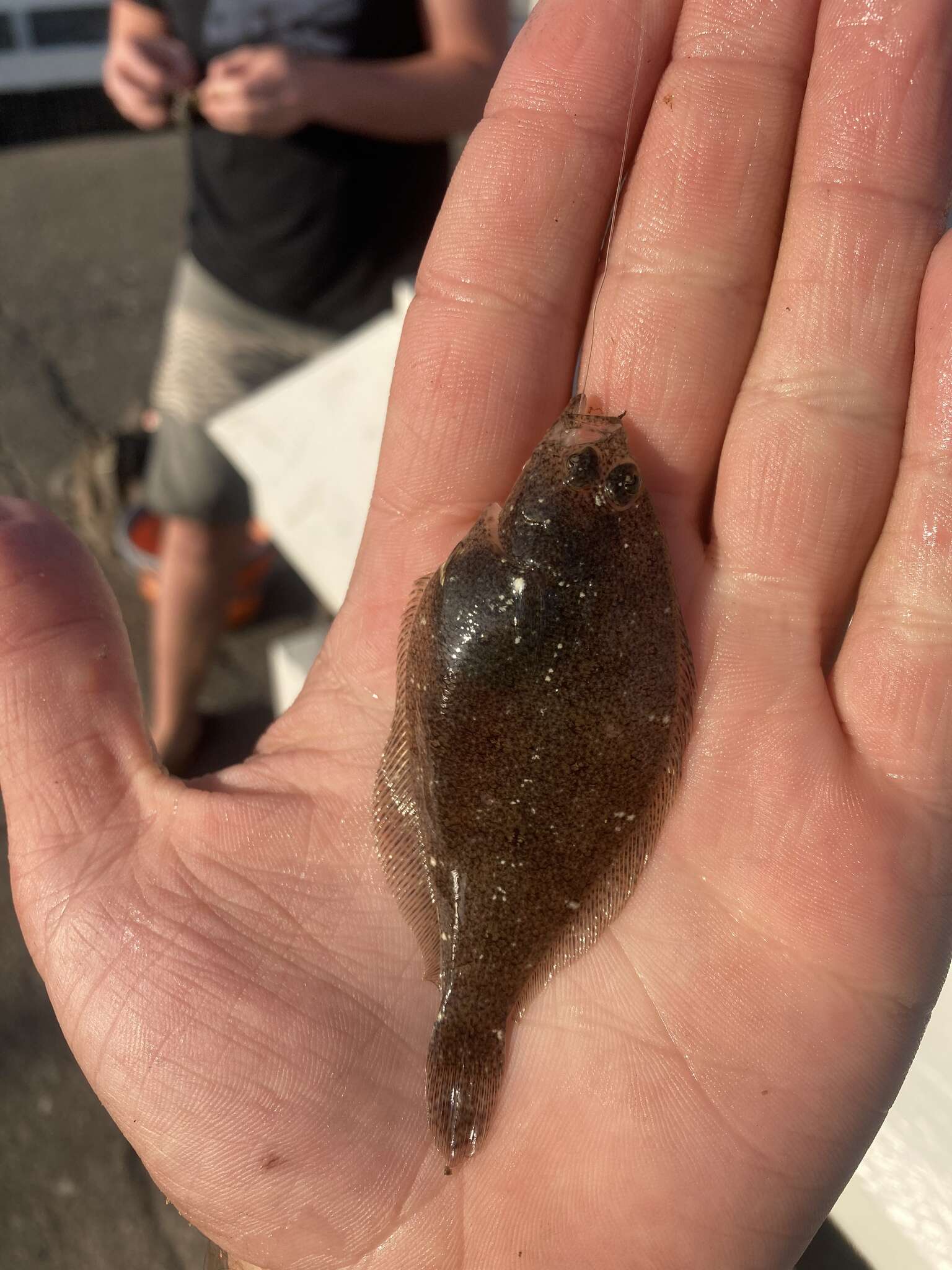 Image of Speckled sanddab