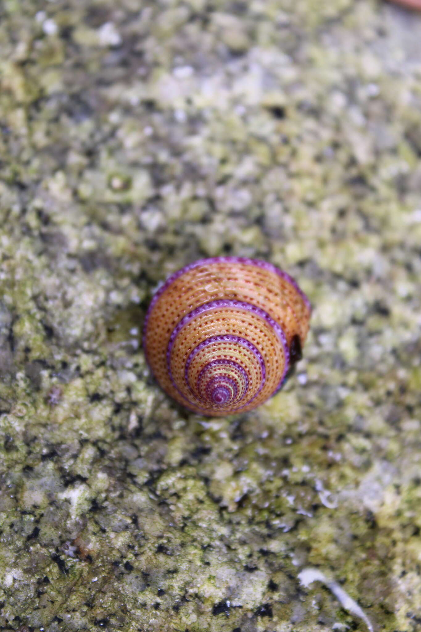 Sivun Calliostoma annulatum (Lightfoot 1786) kuva