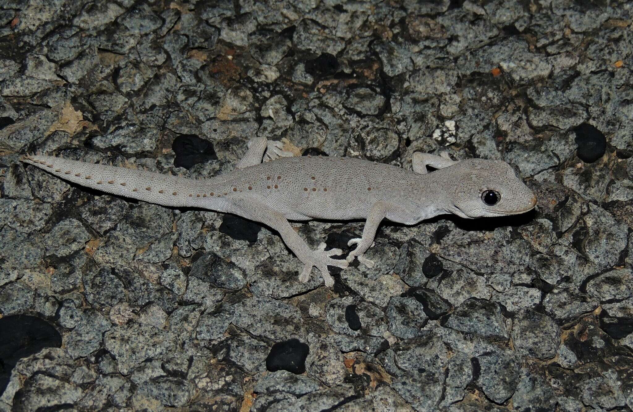 Image of Strophurus krisalys Sadlier 2005