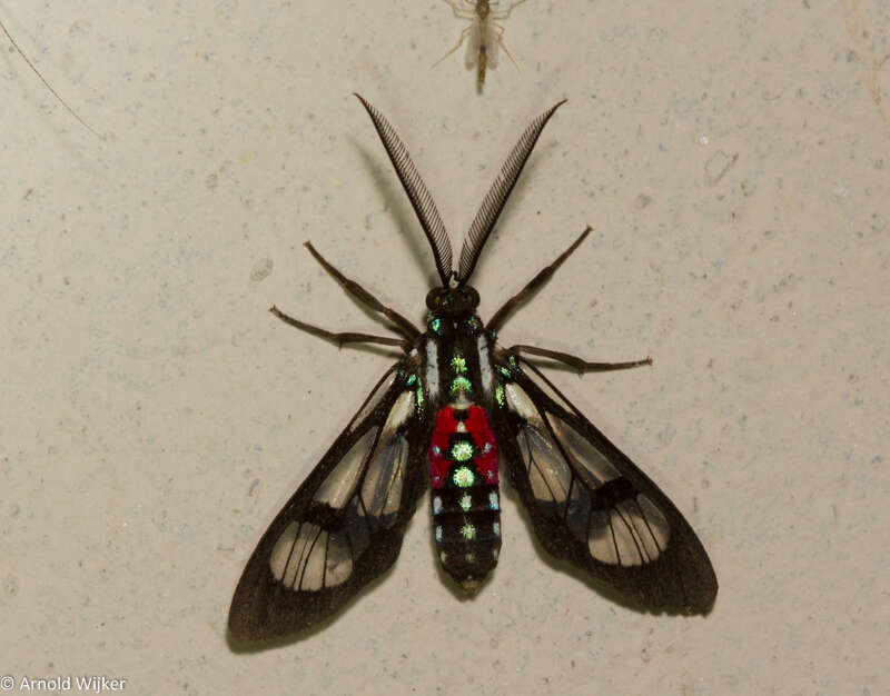 Image de Poecilosoma eone Hübner 1827