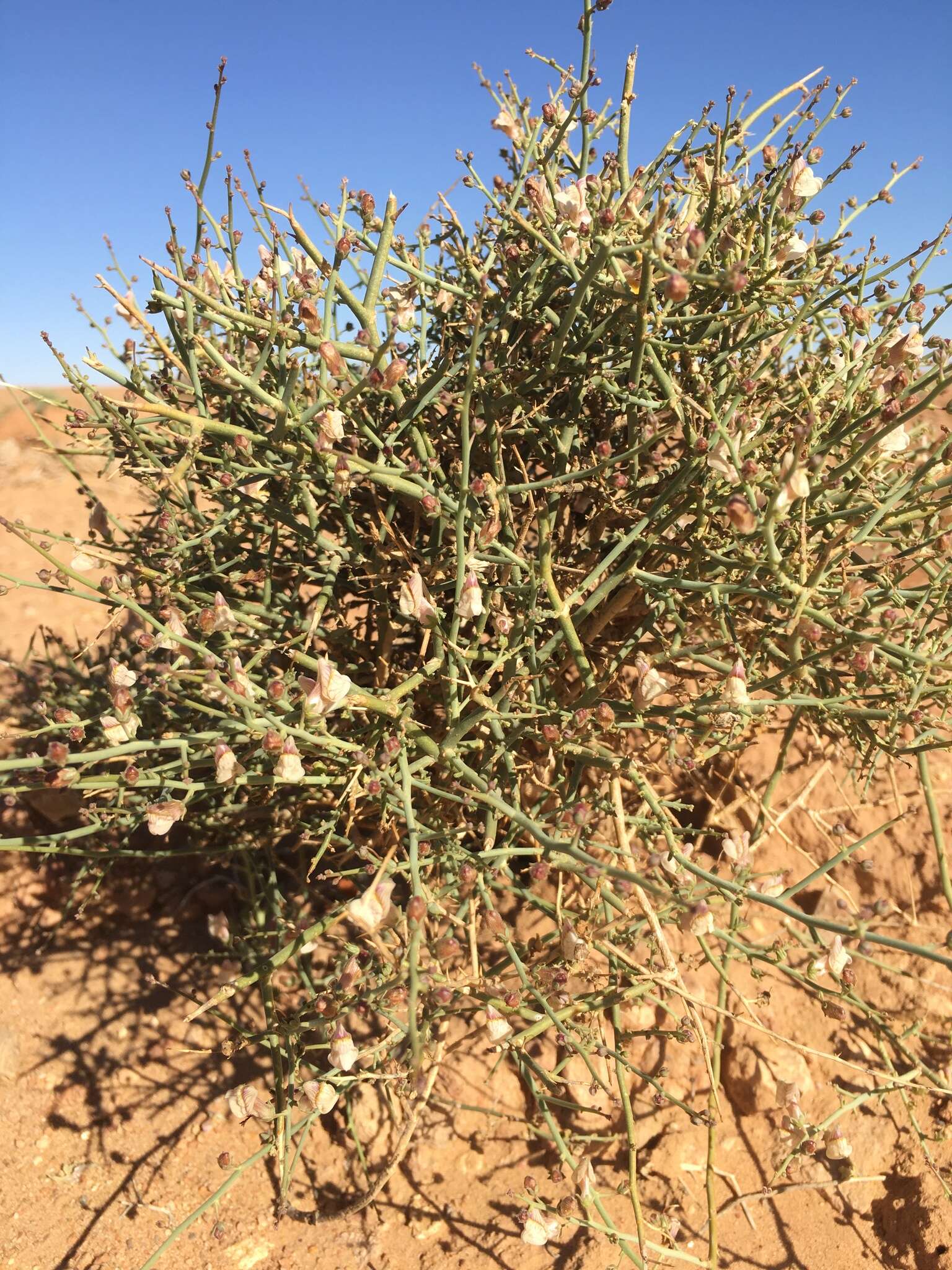 Image of Acanthorrhinum ramosissimum (Coss. & Durieu) Rothm.