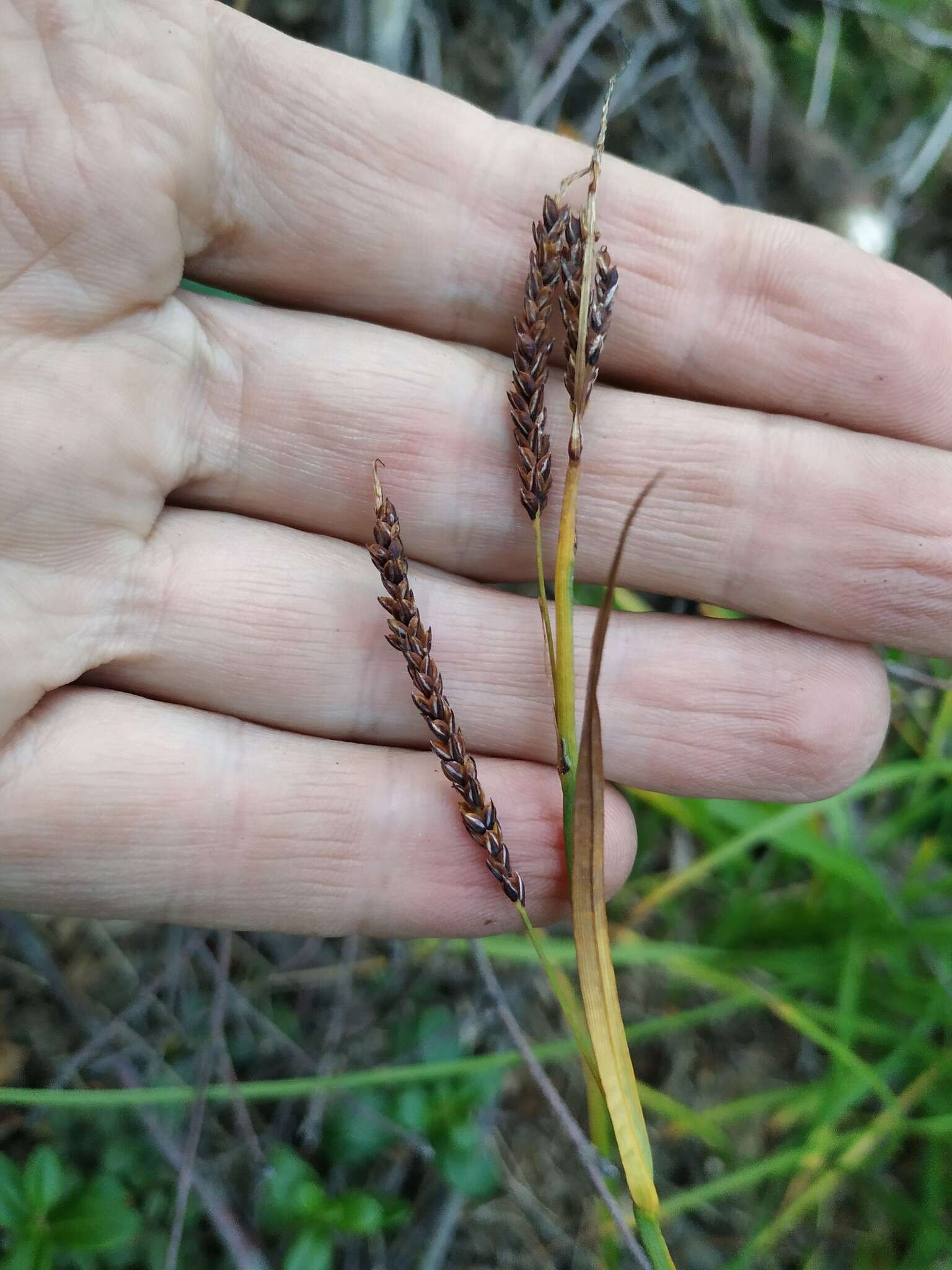 Image of Carex rigidioides (Gorodkov) V. I. Krecz.