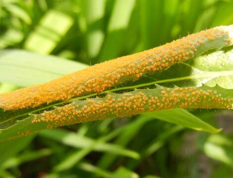 Imagem de Puccinia pulverulenta Grev. 1824