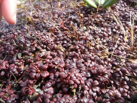 Image of pincushion plant