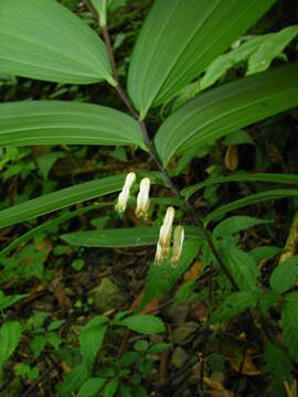 Image of Polygonatum arisanense Hayata