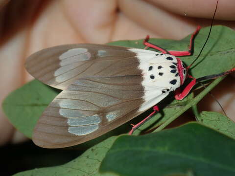 Слика од Amerila crokeri MacLeay 1827