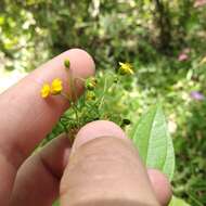 Image of Trigonospermum annuum Mc Vaugh & Laskowski