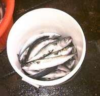 Image of Atlantic Mackerel