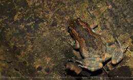 صورة Uperodon taprobanicus (Parker 1934)