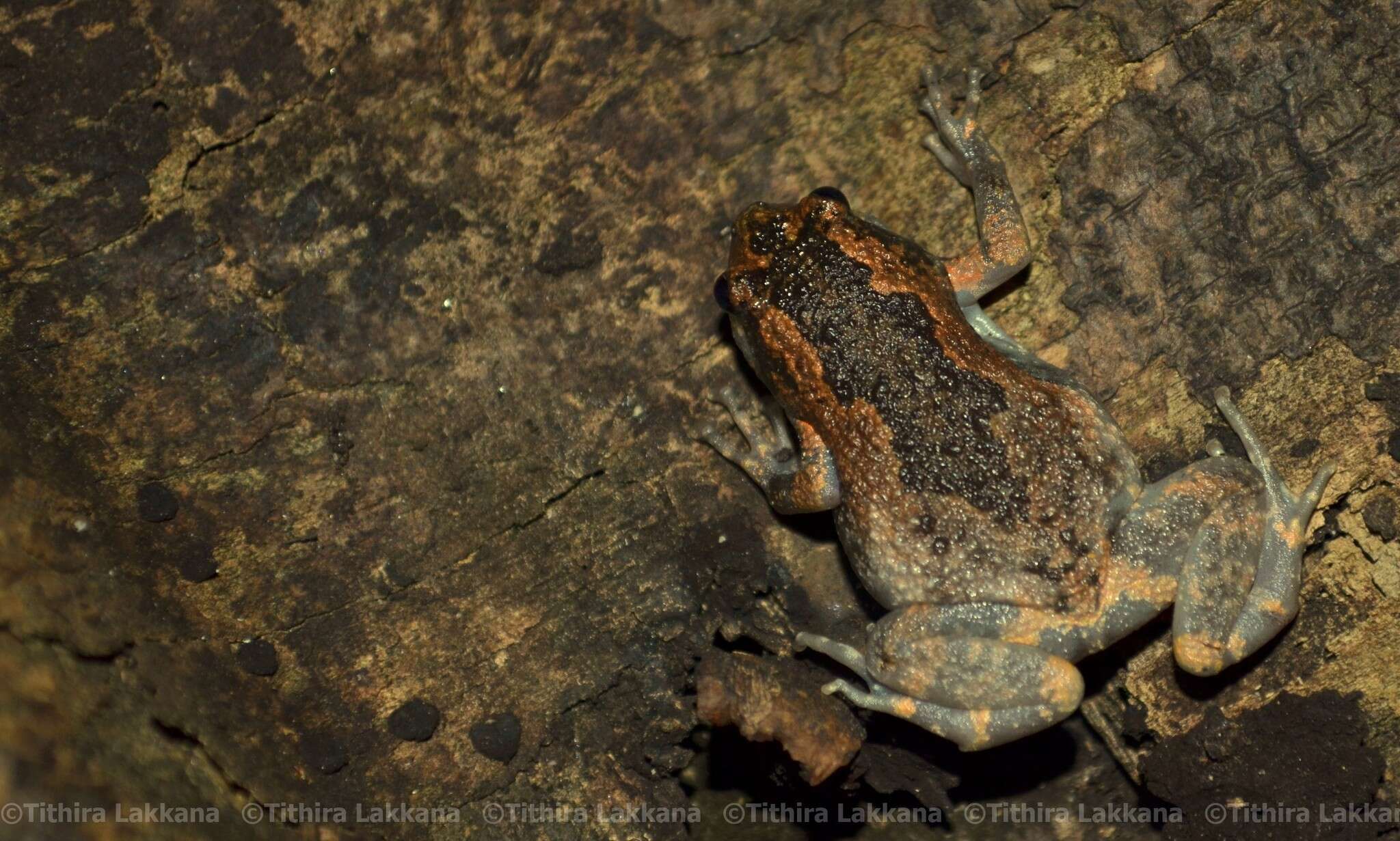 صورة Uperodon taprobanicus (Parker 1934)