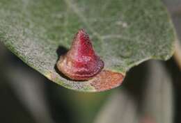 Image of Red Cone Gall Wasp