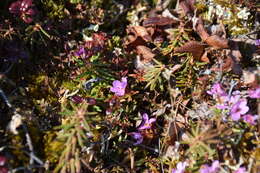 Image of Mackenzie River dwarf-primrose