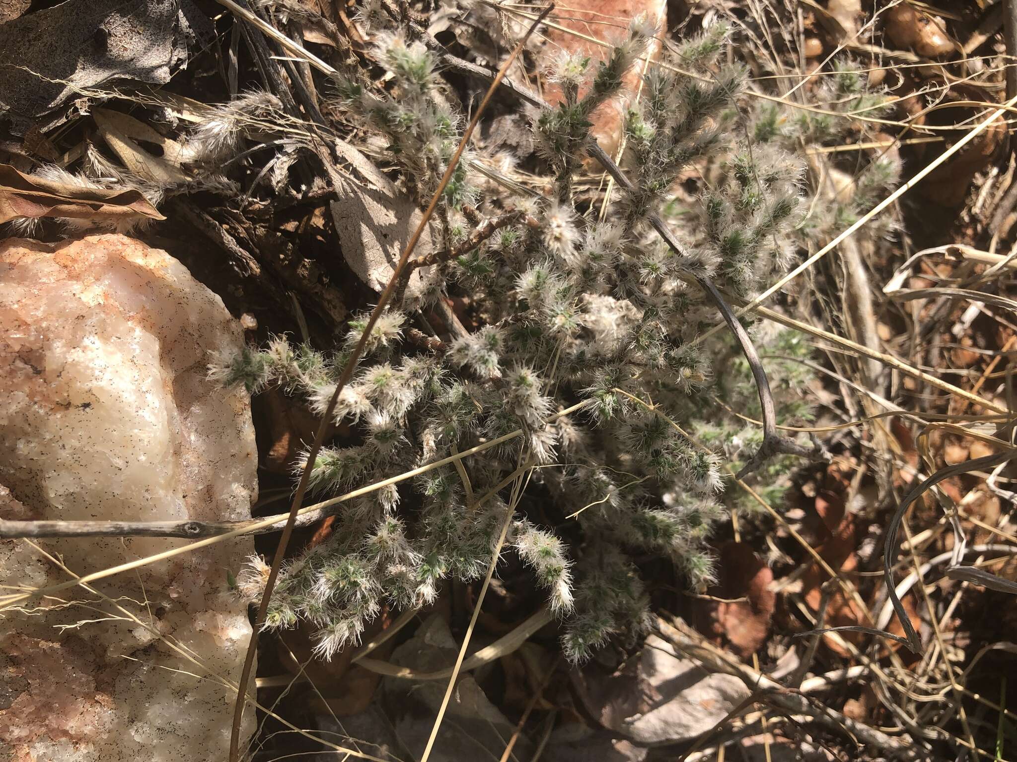 Image of Portulaca wightiana Wall.