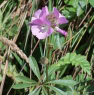 Imagem de Sidalcea calycosa M. Jones