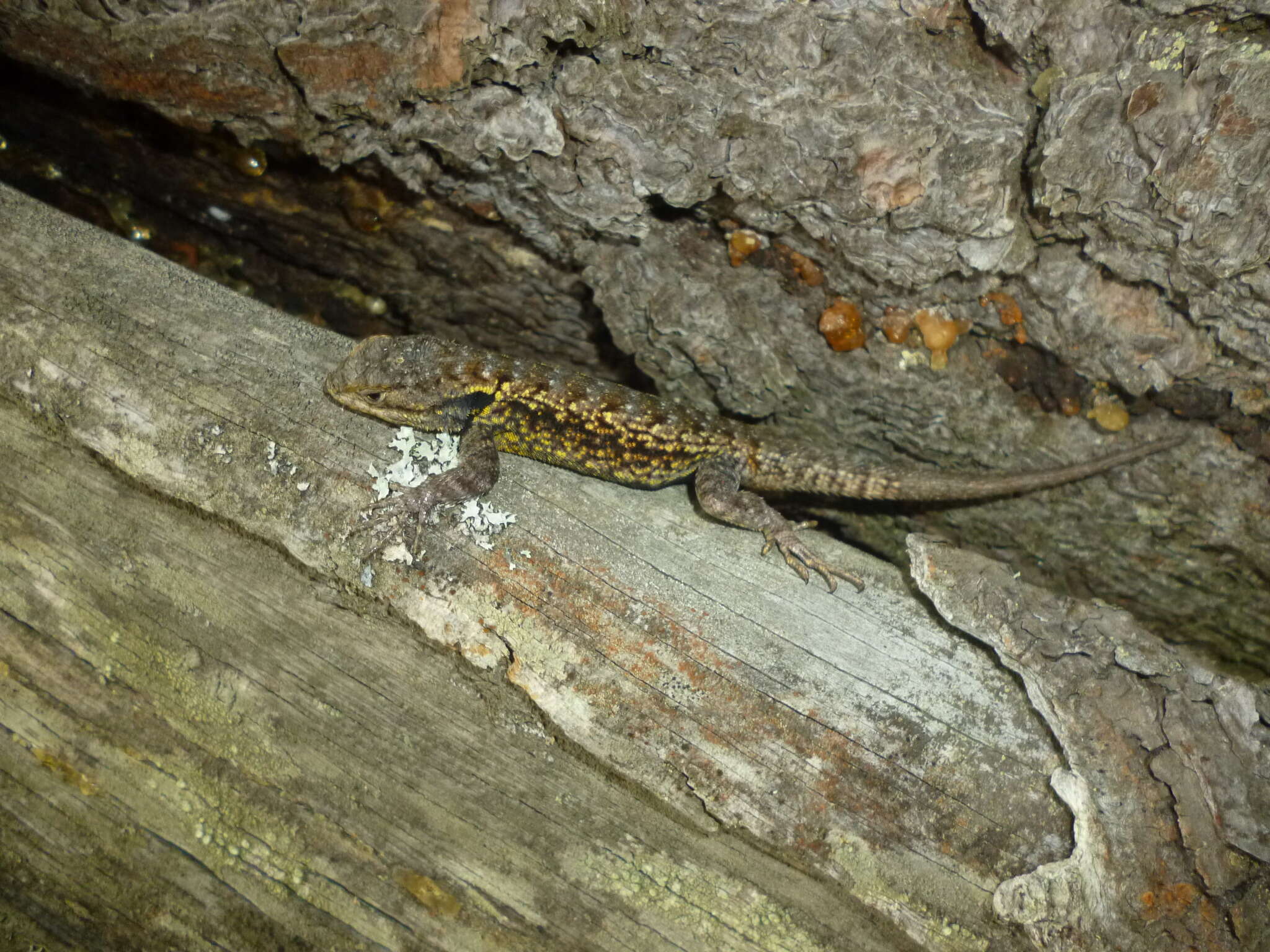 صورة Sceloporus grammicus Wiegmann 1828