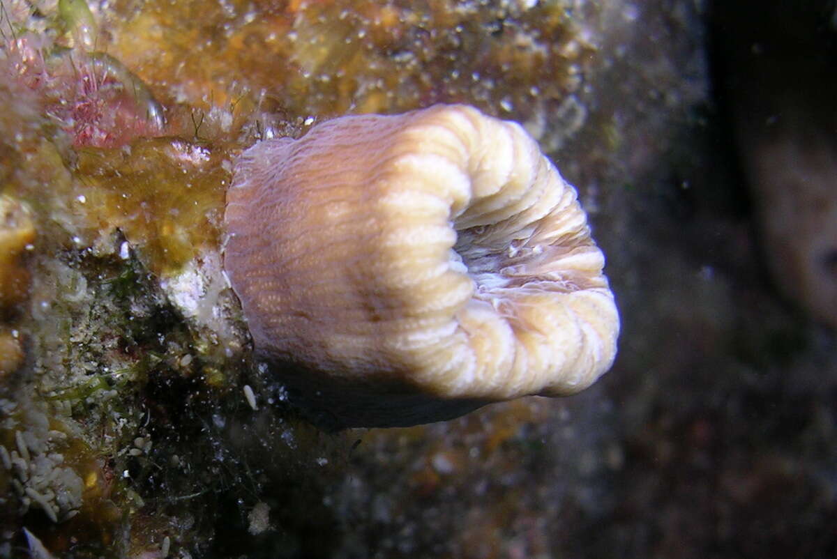 Image of Scarlet Coral