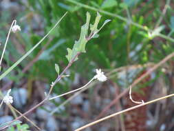 Image of small-leaf squarestem