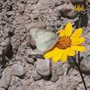 Image of Colias flaveola Blanchard 1852