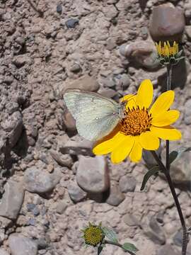 Colias flaveola Blanchard 1852的圖片