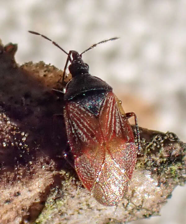 Image of Melanocoris nigricornis Van Duzee 1921