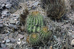 Imagem de Echinopsis schickendantzii F. A. C. Weber