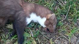 Image of Beech Marten