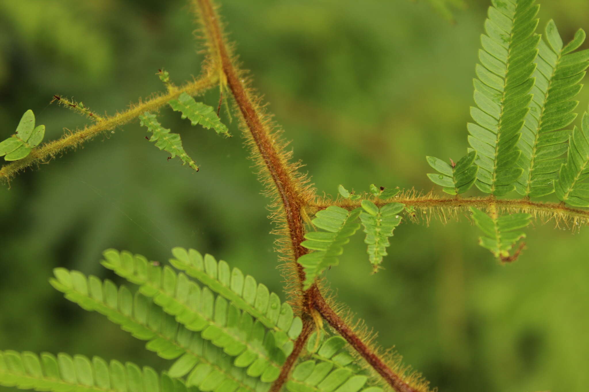 Image of Mimosa trianae Benth.